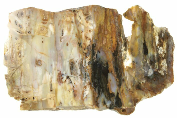 Agate Replaced Petrified Wood Slab - Texas #236501